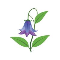 Charming Bell Flower in Full Bloom vector