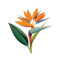 Charming Strelitzia Reginae Plant in Bloom vector
