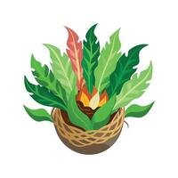 Charming Birds Nest Fern in Nature vector