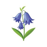 Nutritious Bluebell Hyacinthoides NonScripta vector