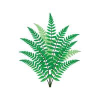 Stunning Boston Fern Plant Design vector