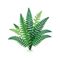 Charming Boston Fern in Bloom vector