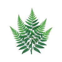 Charming Boston Fern in the Garden vector