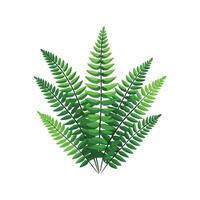Stunning Boston Fern Plant in the Garden vector