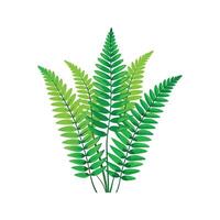 Elegant Boston Fern in Nature vector