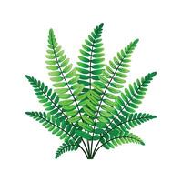 Stunning Nephrolepis Exaltata in Bloom vector