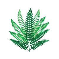 Charming Nephrolepis Exaltata Plant vector