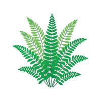 Charming Nephrolepis Exaltata Fern vector