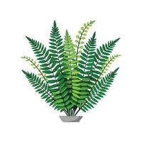 Beautiful Nephrolepis Exaltata in Nature vector