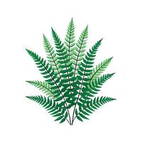 Charming Nephrolepis Exaltata Fern Design vector
