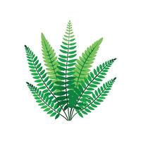 Vibrant Nephrolepis Exaltata Plant in Nature vector