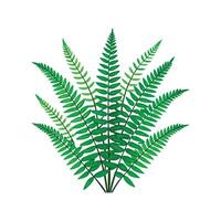 Vibrant Nephrolepis Exaltata Plant Design vector