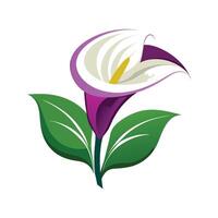 Charming Calla Lily in Bloom vector