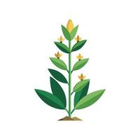 Elegant Candle Plant Senecio vector