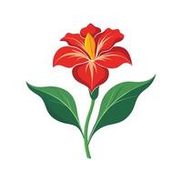 Charming Canna Lily Plant in Bloom vector