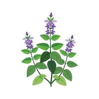 Charming Catmint Plant in Bloom vector
