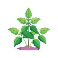 Elegant Catnip Plant in Nature vector