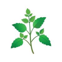 Stunning Catnip Plant Design vector