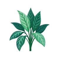 Nutritious Chinese Evergreen for Healthy Homes vector