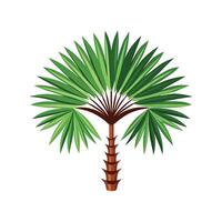 Lush Livistona Chinensis Adding Tropical Vibes vector