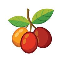 Ripe Chinese Jujube Hanging from Tree vector
