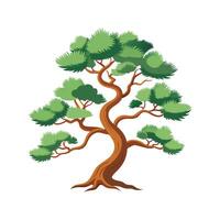 Elegant Chinese Pine Tree in Natural Setting vector