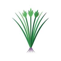 Fresh Chives Ready for Culinary Use vector
