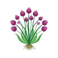 Charming Allium Chives Enhancing Fresh Meals vector