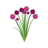 Fresh Allium Chives Ready for Culinary Delights vector