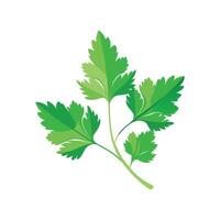 Vibrant Cilantro Ready for Culinary Use vector