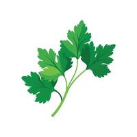 Lush Cilantro Enhancing Culinary Dishes vector