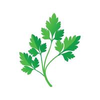 Delightful Cilantro Adding Freshness to Recipes vector