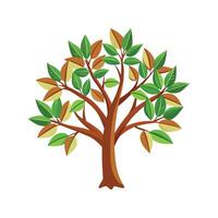 Stunning Cinnamon Tree Cinnamomum Verum in Bloom vector
