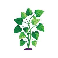 Charming Cissus Plant Showcasing Unique Foliage vector