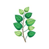 Stunning Cissus Plant Enhancing Home Interior vector