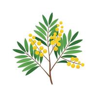 Vibrant Cootamundra Wattle Adding Color to Landscape vector