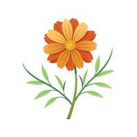 Charming Coreopsis Plant for Vibrant Gardens vector