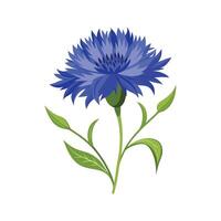Beautiful Cornflower Adding Color to Landscape vector