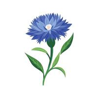 Charming Cornflower for Colorful Gardens vector