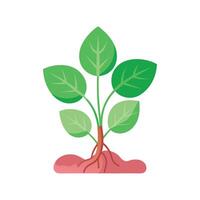 Fresh Cress Plant Ready for Culinary Use vector