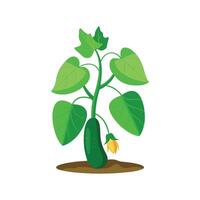 Vibrant Cucumber Plant Adding Flavor to Dishes vector