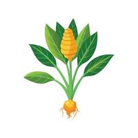 Beautiful Curcuma Adding Color to Landscape vector