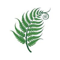 Stunning Curly Fern Showcasing Unique Foliage vector