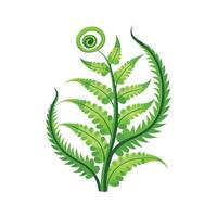 Charming Curly Fern for Indoor Decor vector