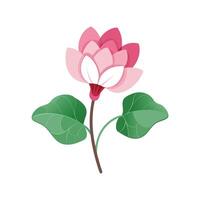 Charming Cyclamen for Colorful Gardens vector