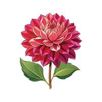 Beautiful Dahlia Pinnata Adding Color to Landscape vector