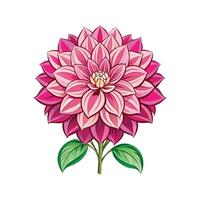 Stunning Dahlia Pinnata Blooming in Garden vector