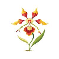 Stunning Dancing Lady Oncidium in Bloom vector
