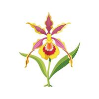 Elegant Dancing Lady Oncidium for Colorful Spaces vector