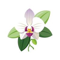 Beautiful Dendrobium Orchid Adding Charm vector